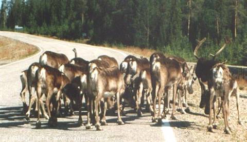 reindeer on the road