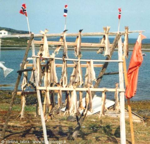 Stockfish drying on wooden racks by the sea, Norwegian flags