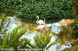 chavon: pink flamingos