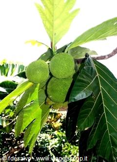 chavon: breadfruit tree