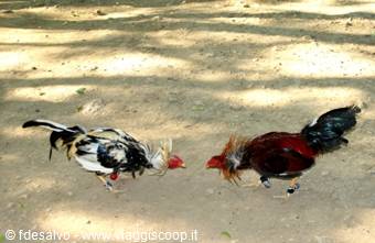 chavon: cockfight