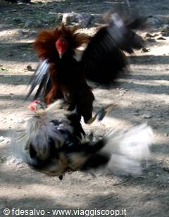 chavon: cockfight 2