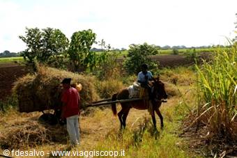 saona: renewable sources: male arms
