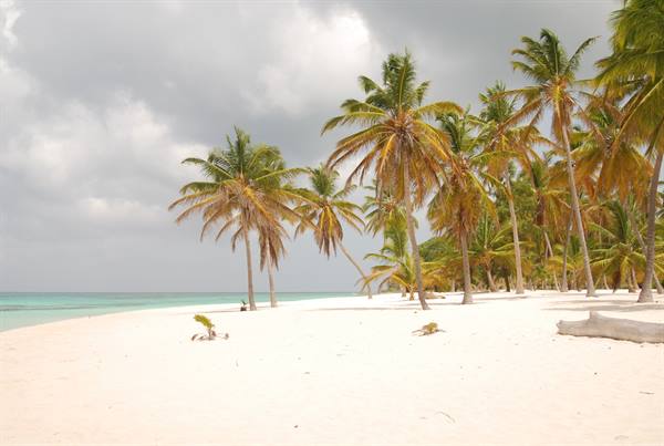 Palm trees on white sand beach, turquoise sea under cloudy sky