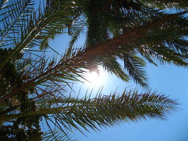 Date palm fronds against the blue sky, sunlight filtering through the leaves