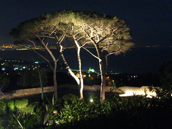 Illuminated maritime pines at night above the bay with city lights