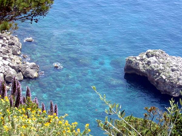 Purple and yellow flowers over white rocks and turquoise sea, Capri
