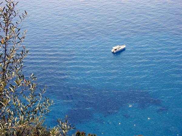 White motor yacht glides across deep blue sea, olive branches in foreground