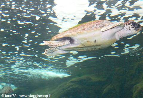 Cret@quarium