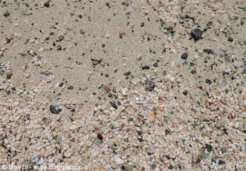 Shells Chrissi island