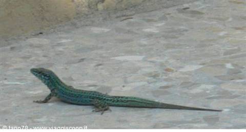 Lizard symbol of Formentera