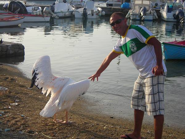 The king of the island the legendary pelican
