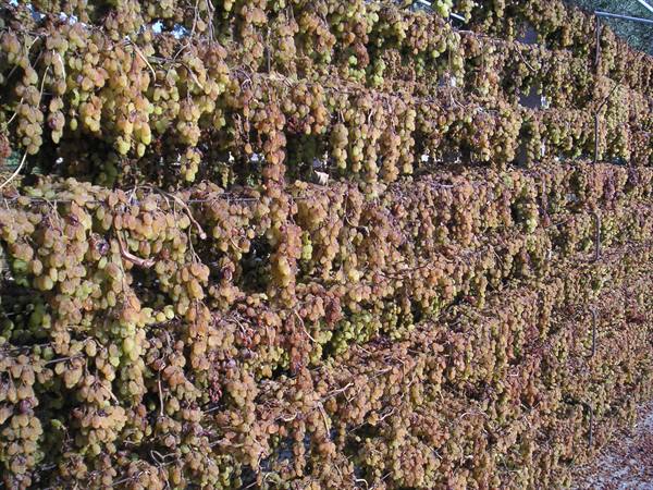 Gortina - raisins drying in the sun