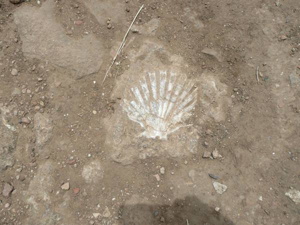 MORGANTINA - building stone, shelly