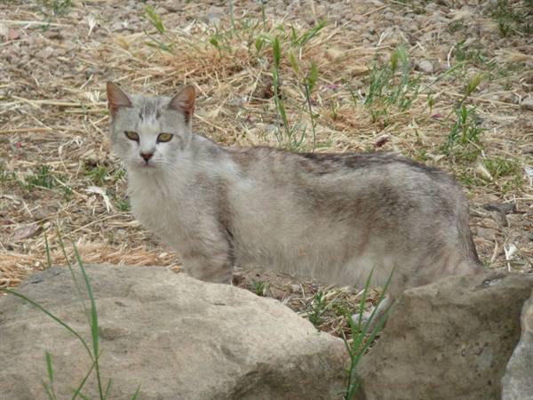 MORGANTINA - morgese cat