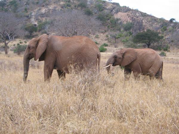 Elephants - Tsavo East Park