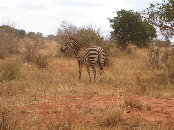 Zebra - Tsavo East Park