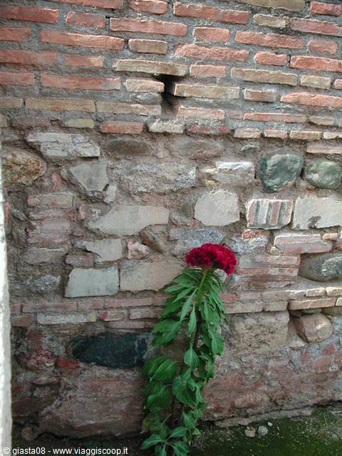 velvet red flower- Alhambra garden