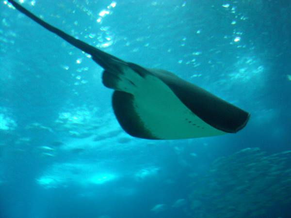 Manta-Oceanarium-Lisbon