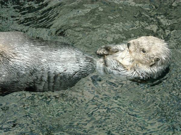 Otter-Oceanarium