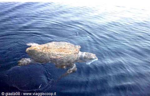 turtle