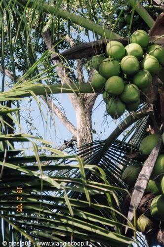 coconut coconut lovely