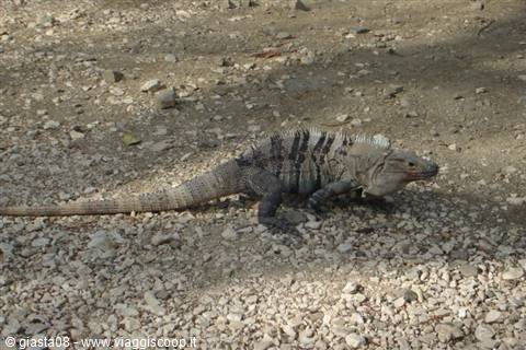 black iguana