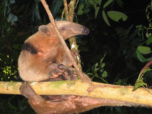 Coati