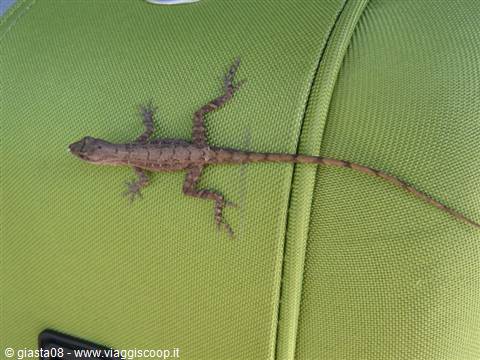 long-tailed lizard