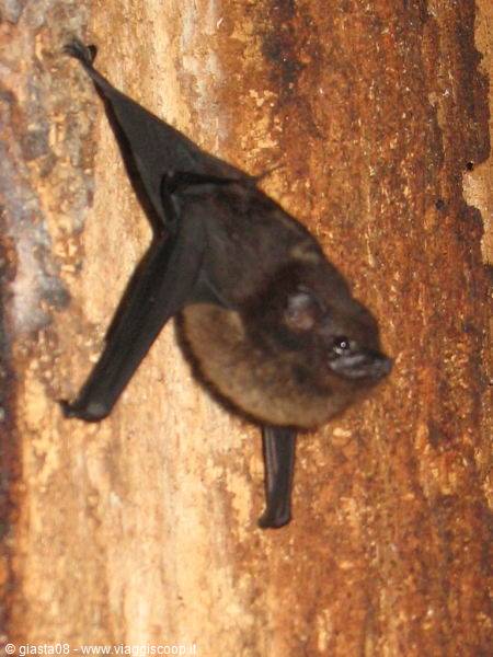 bat