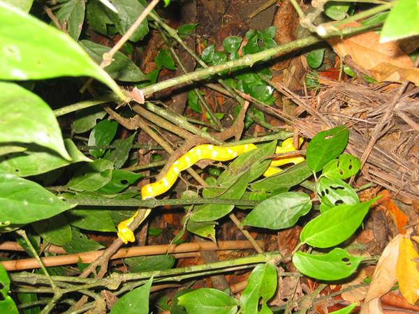 little yellow snake