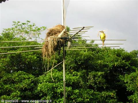 TV antenna with nest