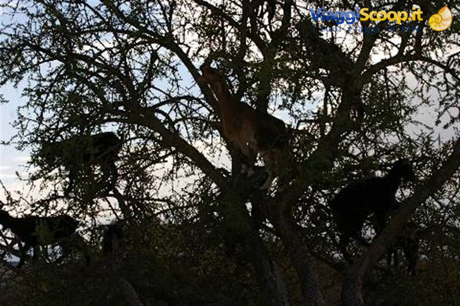 THE GOATS ON THE ARGAN TREE