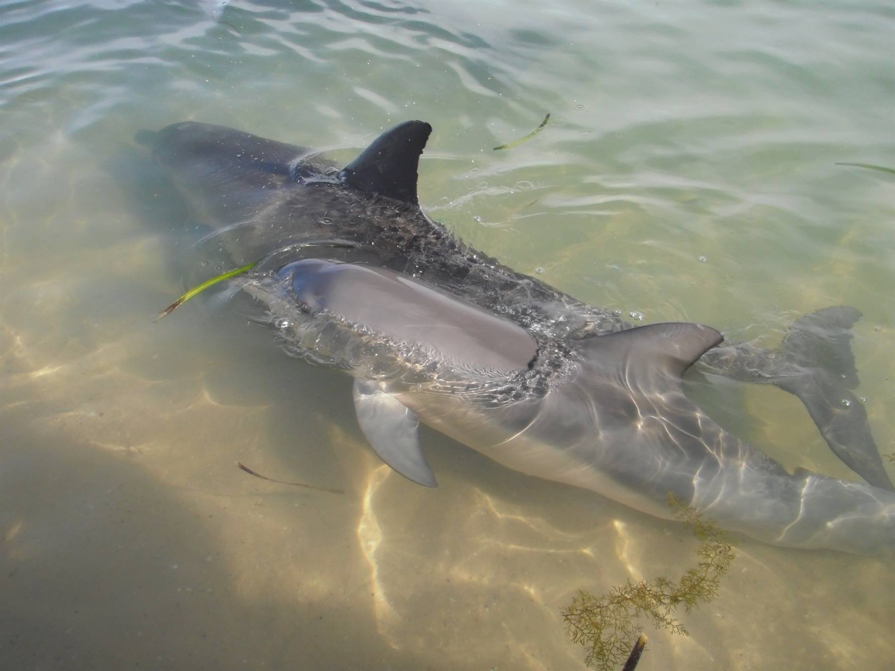 dolphins at Monkey Mia