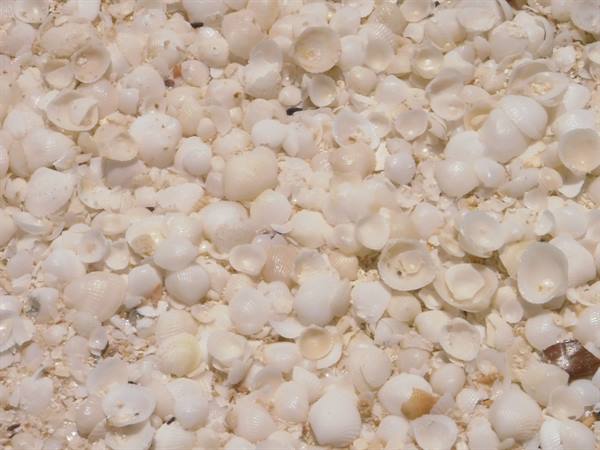 Thousands of white seashells covering the sand of a beach