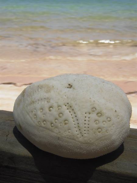White sea urchin test on a wooden railing in front of the beach
