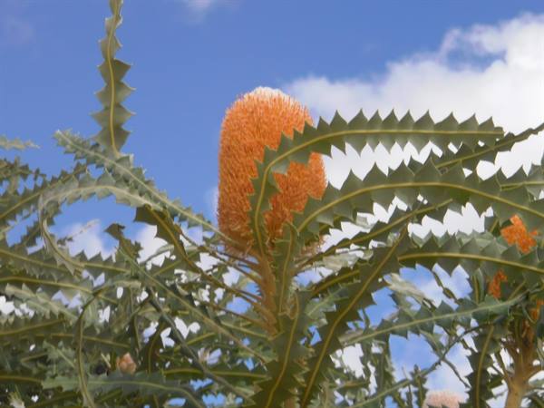 Orange banksia flower among serrated grey-green leaves, under blue sky with clouds