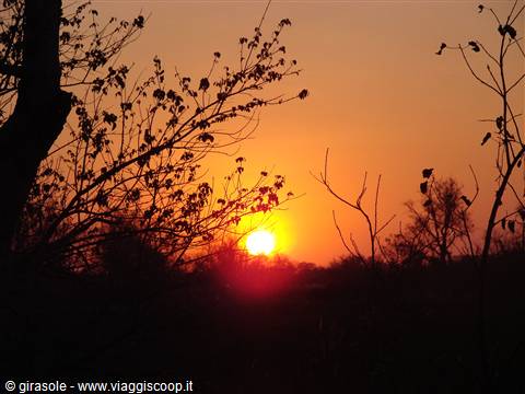 dawn in the Okavango delta