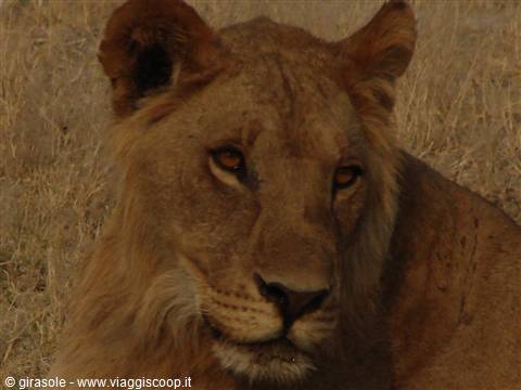 Young lion lying in dry grass looking at the camera