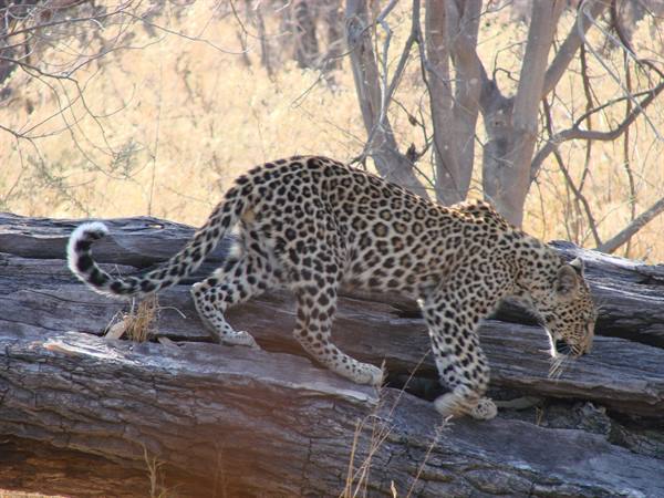 A leopard walks across a large fallen log among dry trees