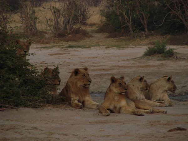 Pride of lionesses and a male lion resting on sand near bushes