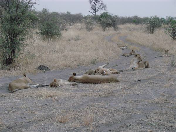Pride of lionesses resting on dirt road among dry grass and acacia trees