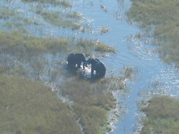 Two elephants touching trunks in the swampy waters of the Okavango