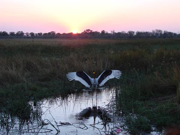 Yellow-billed stork spreads wings over water among reeds at sunrise
