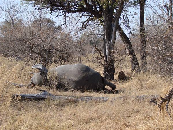 Elephant lying among dry grass and bare trees in daylight