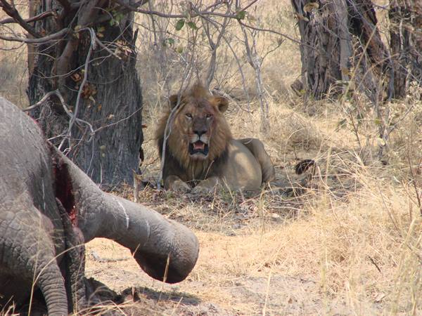 Lion lying in the shade of trees beside a dead elephant