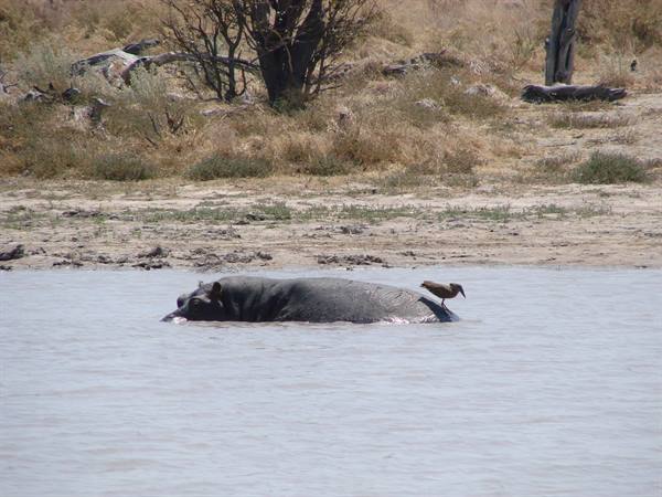 Hippo half-submerged in water with a bird on its back, sandy shore behind