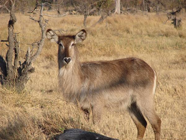 Waterbuck antelope stares at camera among dry grass and bare trees