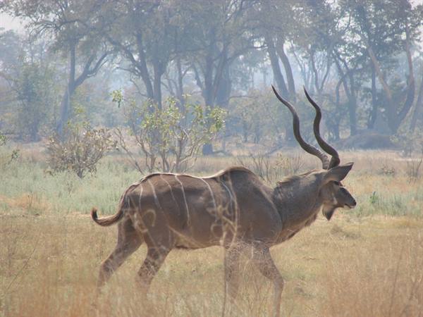 Male greater kudu with long spiral horns walks through dry grass and trees