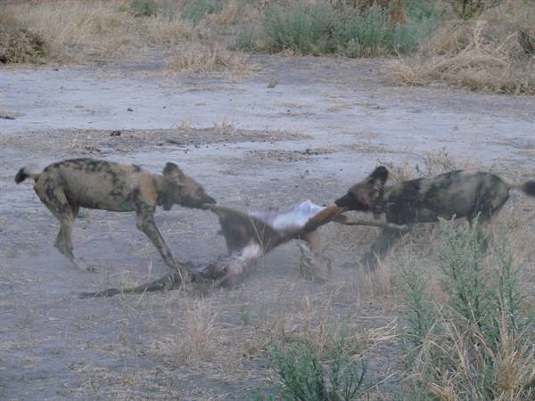 African wild dogs tearing prey on dry savanna ground